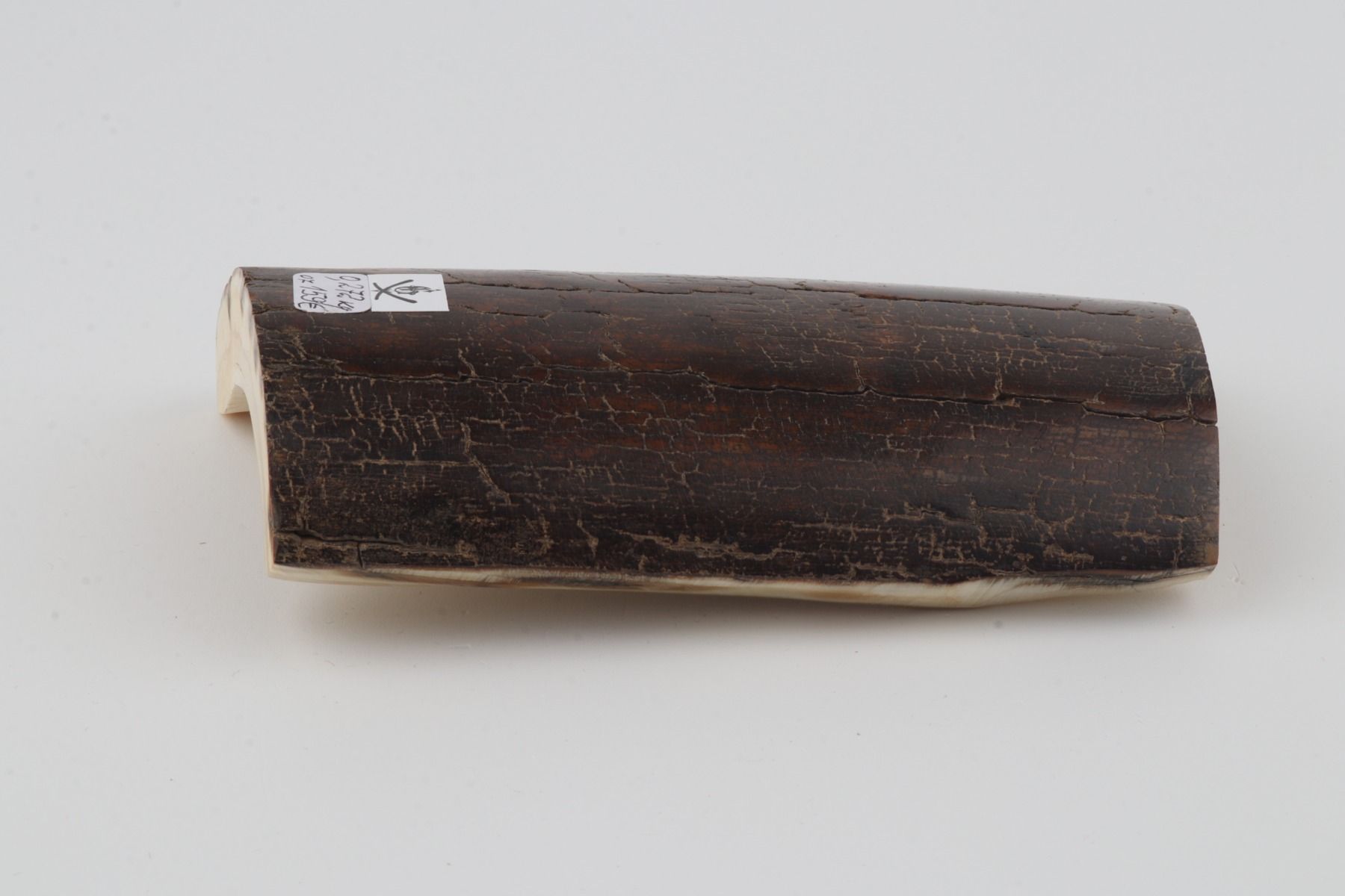 Brown mammoth bark