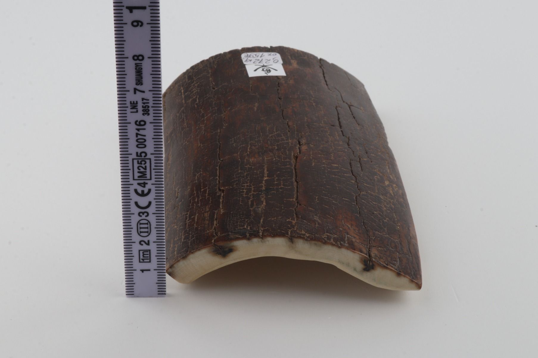 Brown mammoth bark