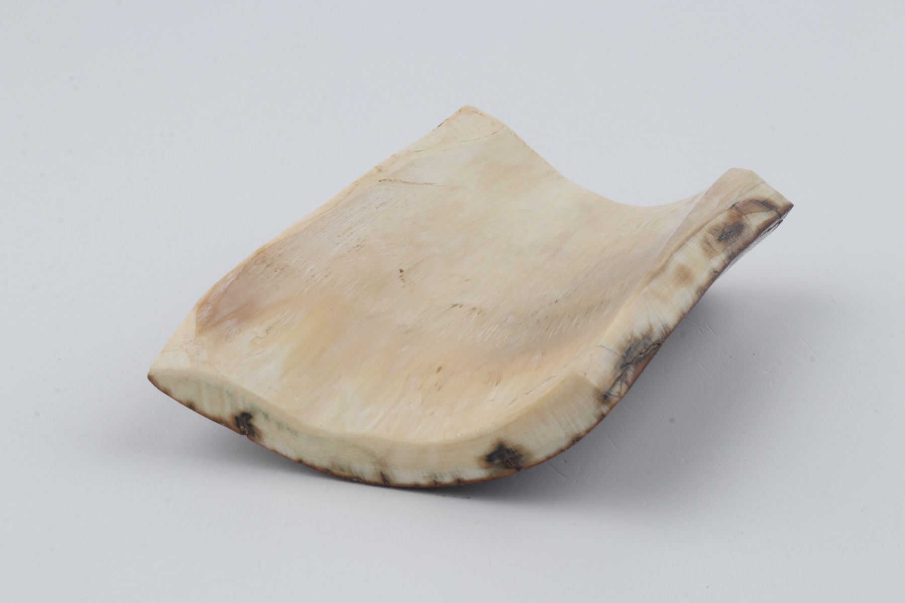Brown mammoth bark