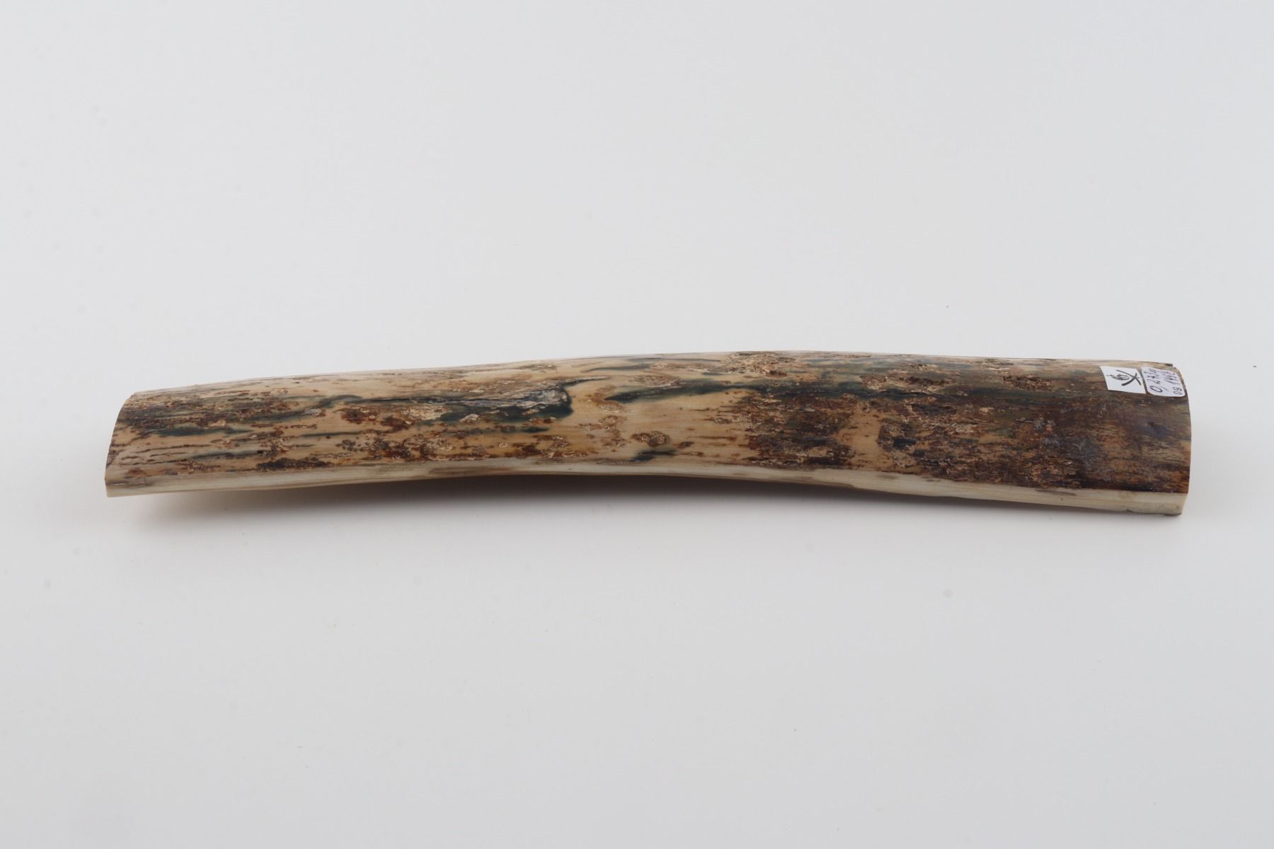 Beige-blue mammoth bark