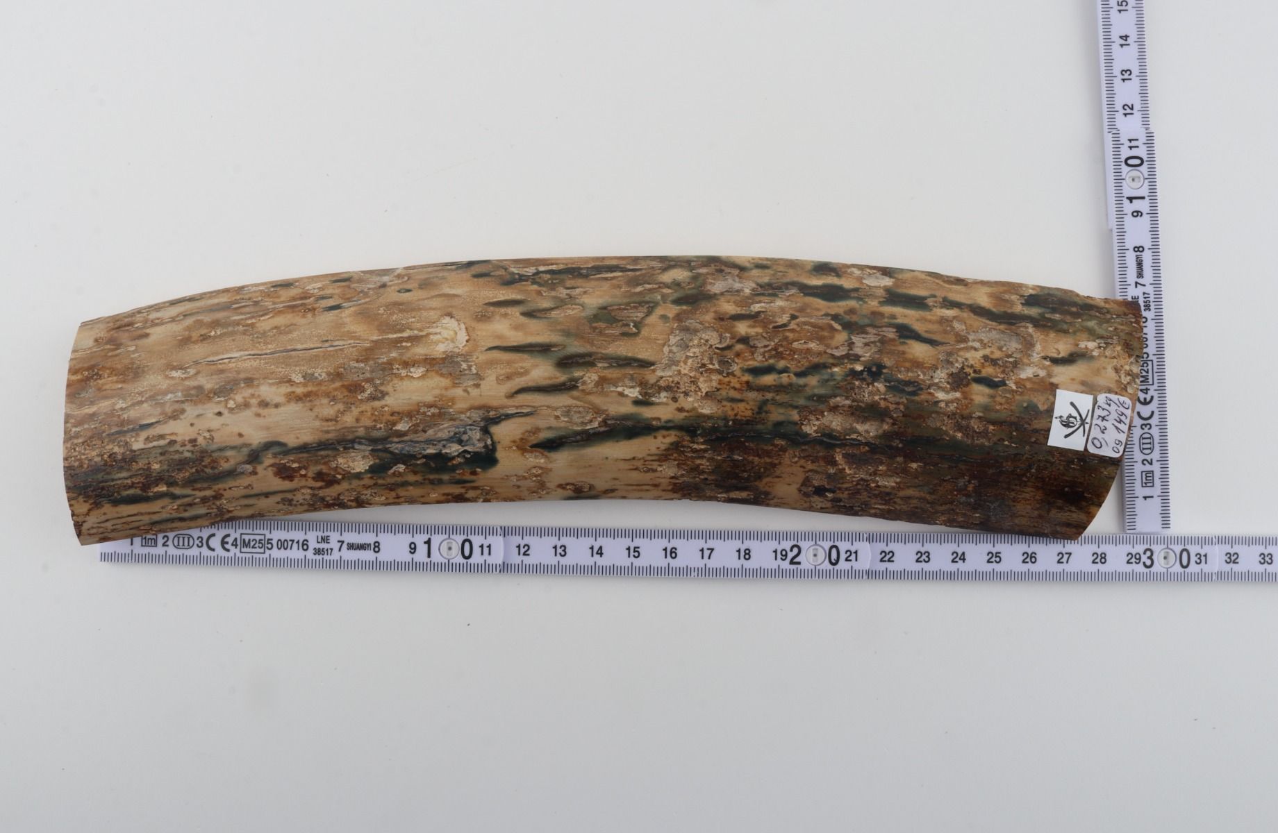 Beige-blue mammoth bark