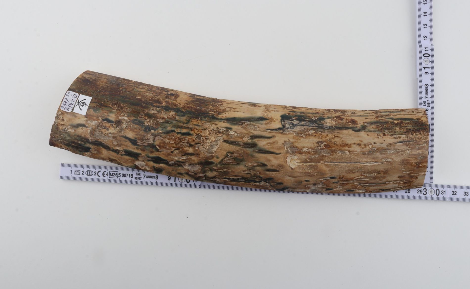 Beige-blue mammoth bark