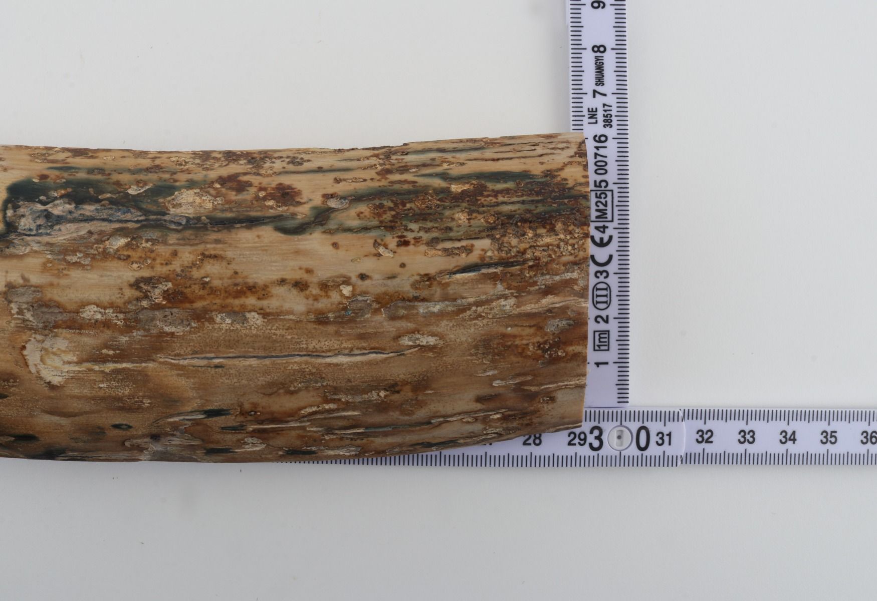 Beige-blue mammoth bark