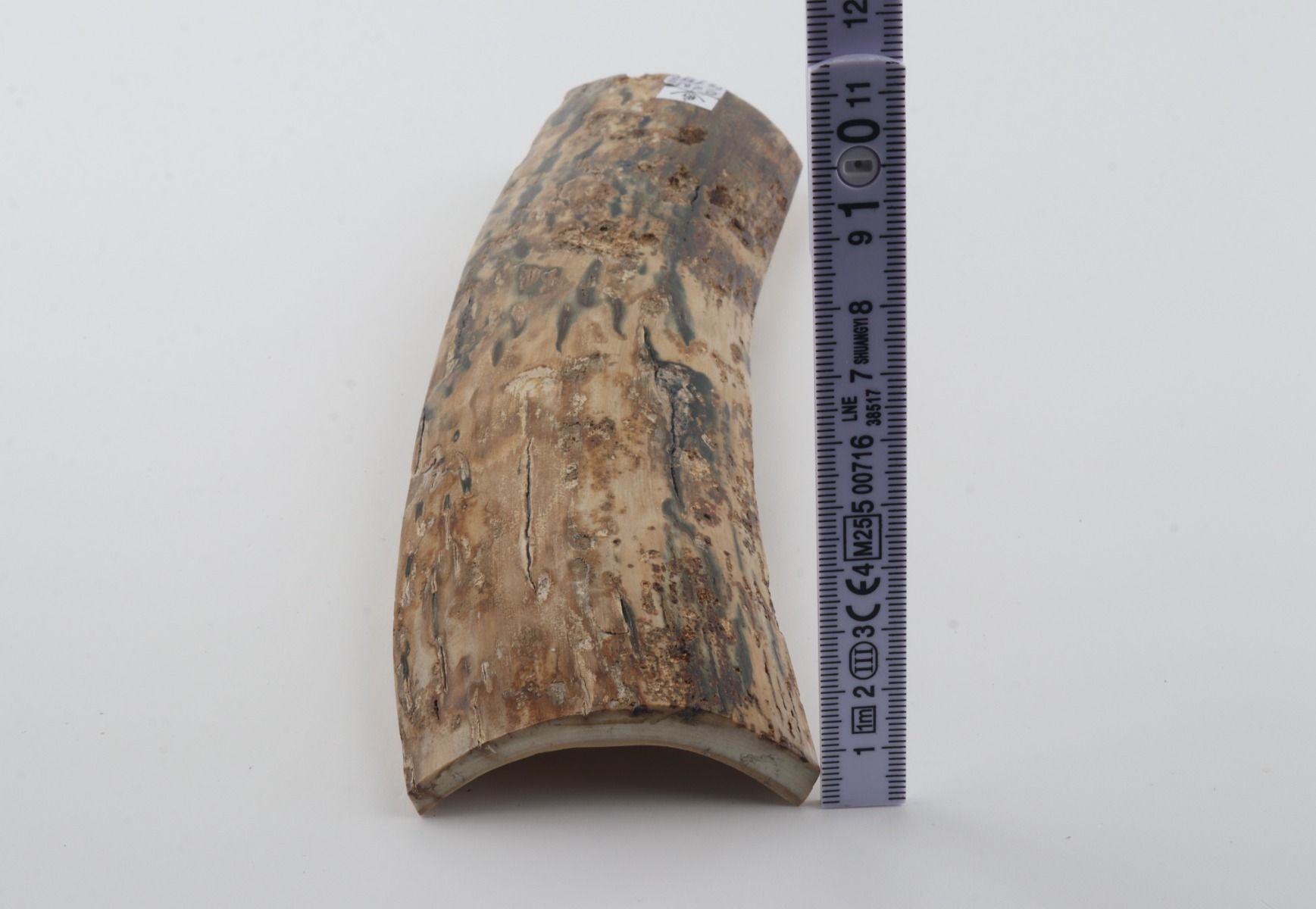 Beige-blue mammoth bark