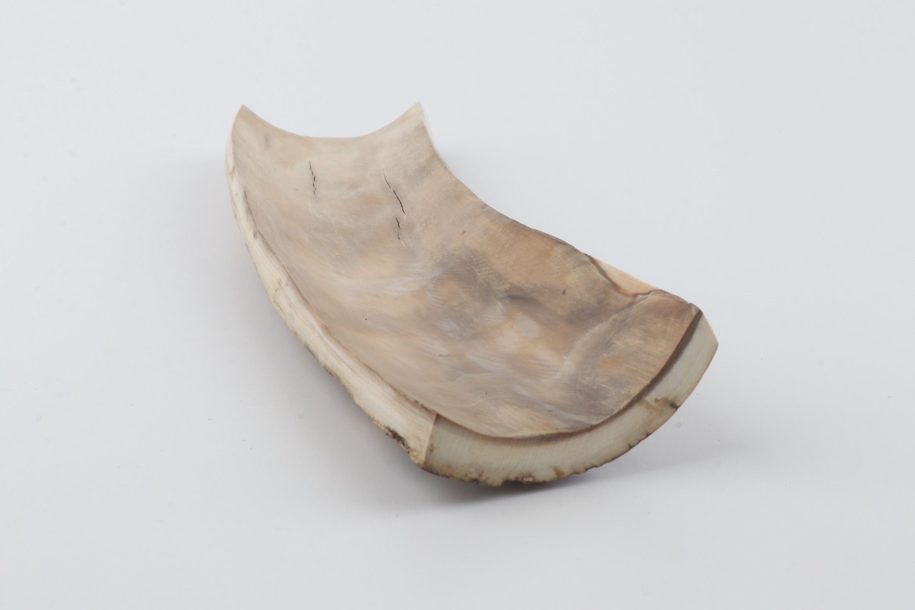 Beige-blue mammoth bark