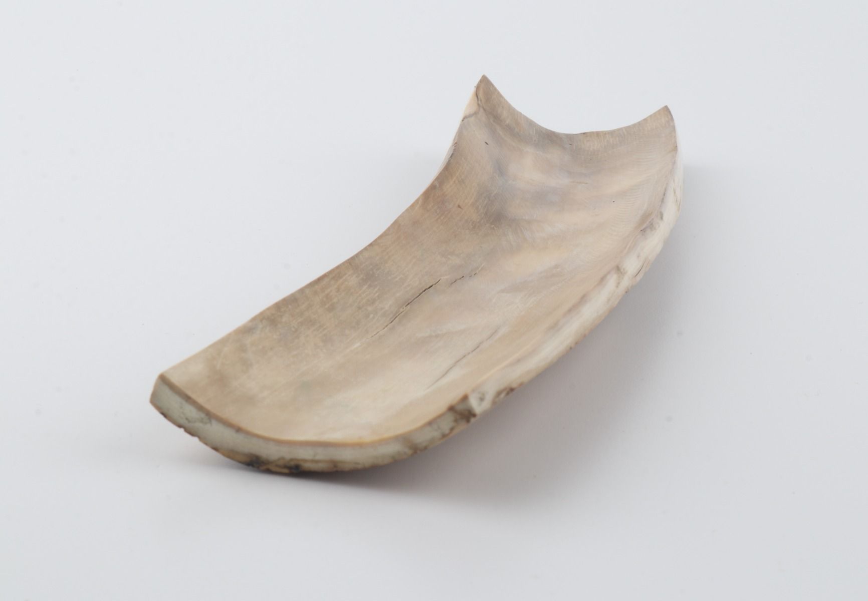 Beige-blue mammoth bark