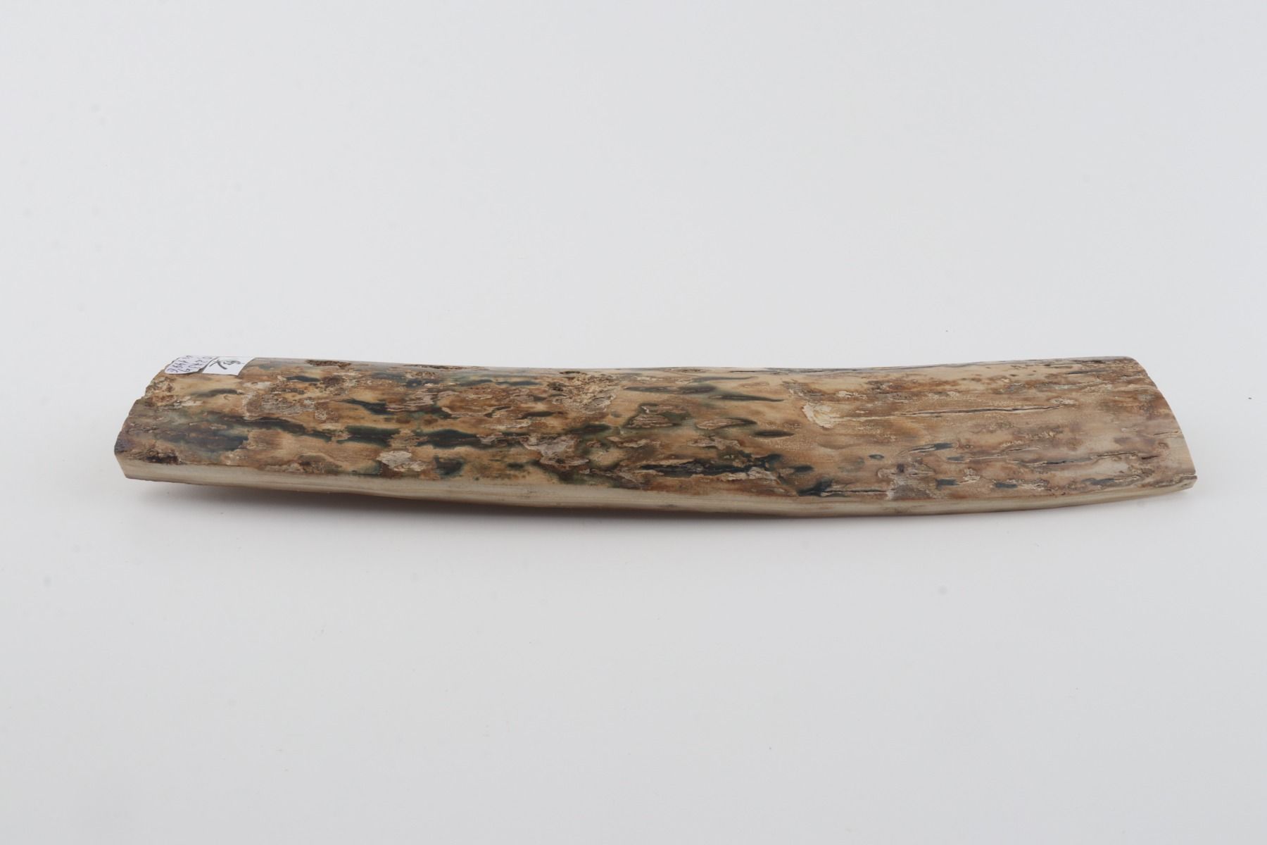 Beige-blue mammoth bark