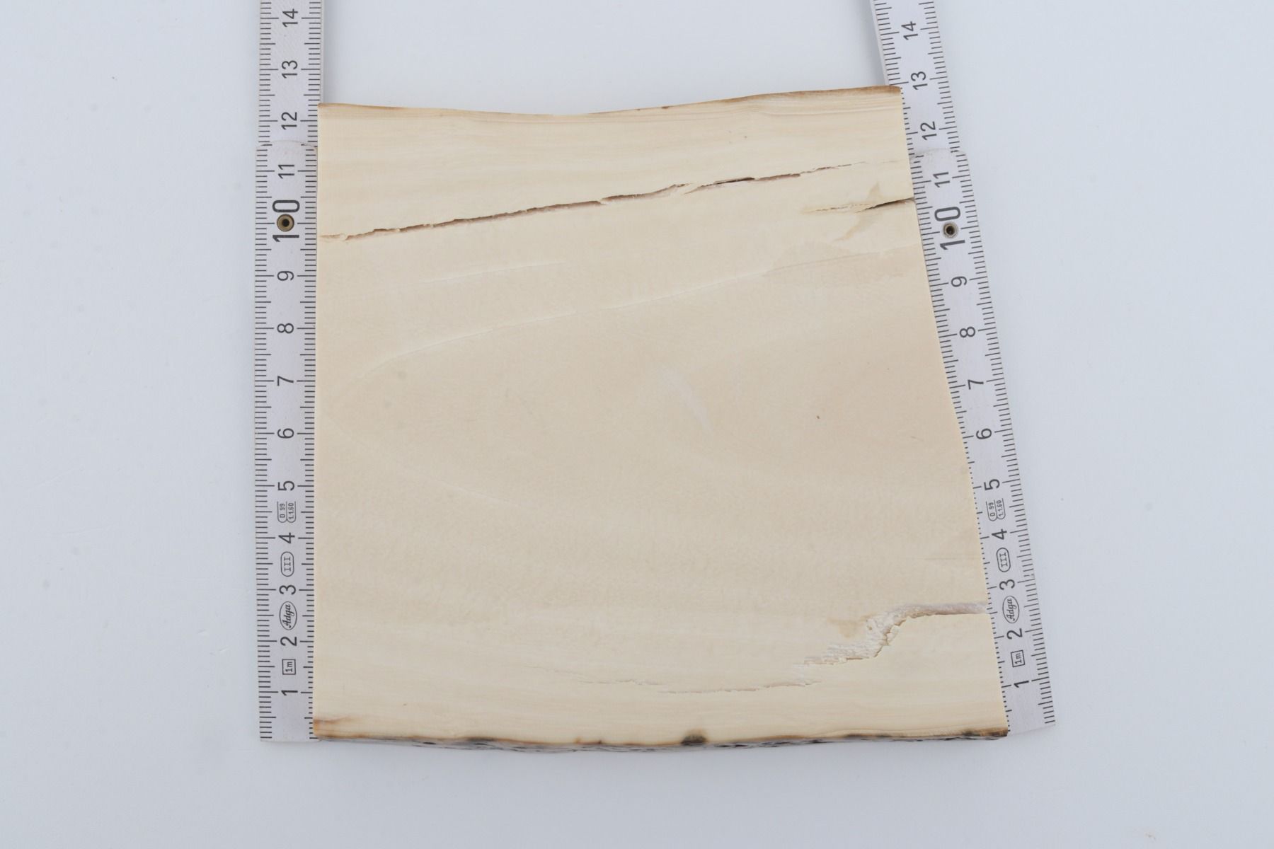 White mammoth ivory segment
