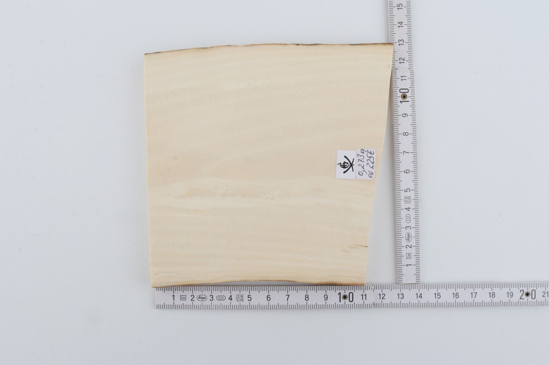 White mammoth ivory segment