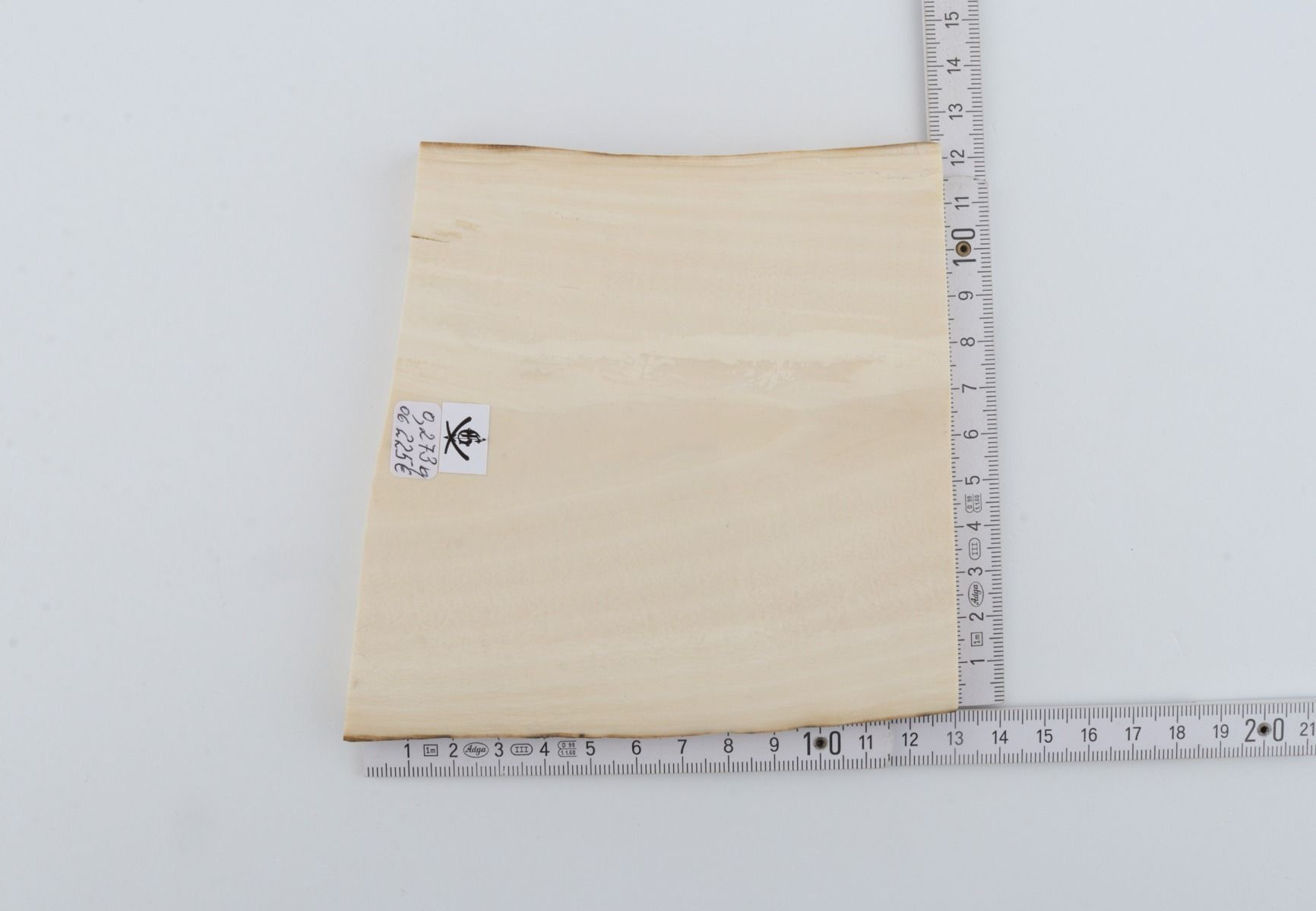 White mammoth ivory segment