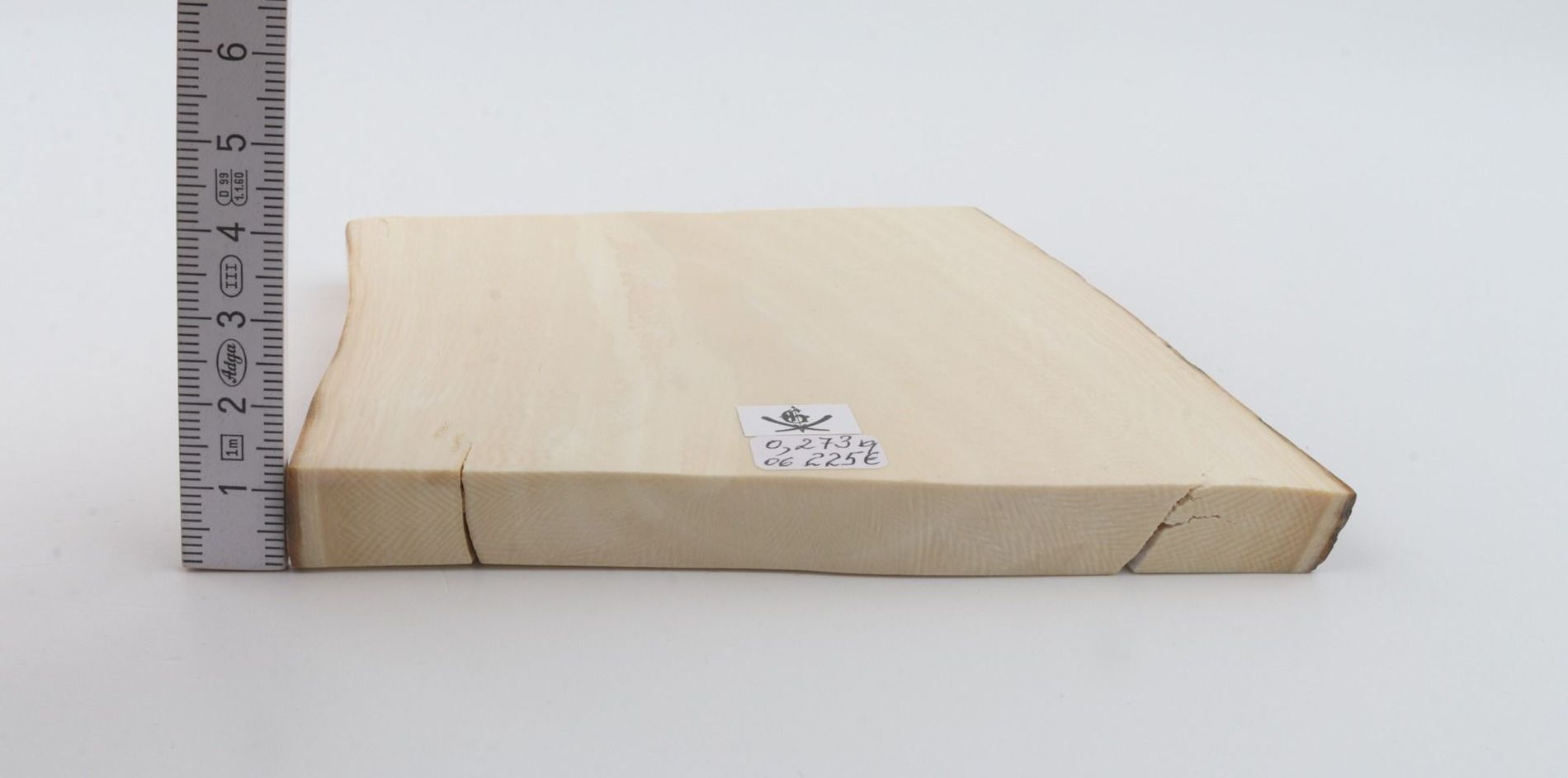 White mammoth ivory segment