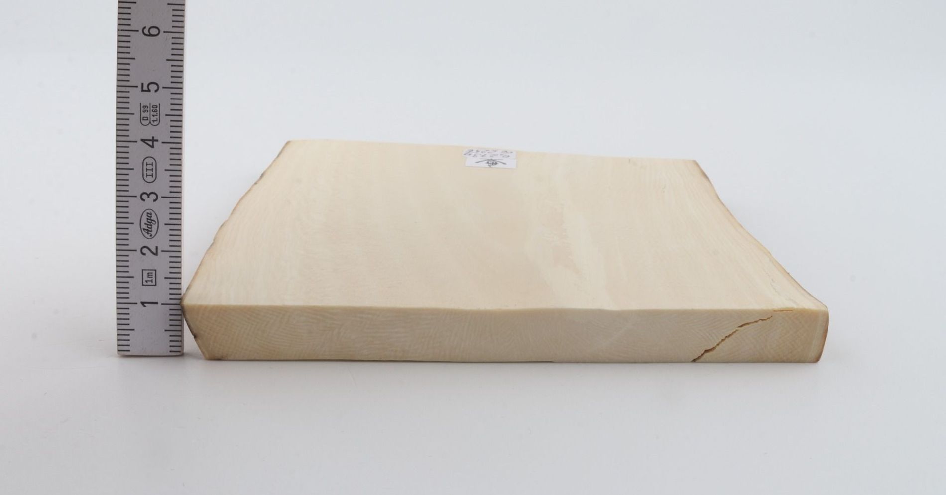 White mammoth ivory segment