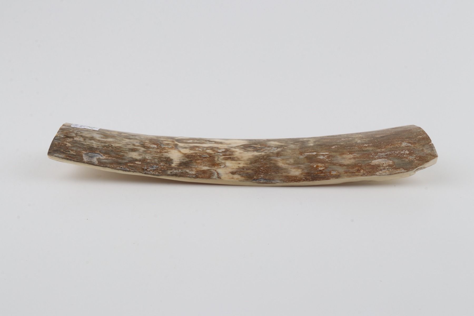 Beige-green mammoth bark
