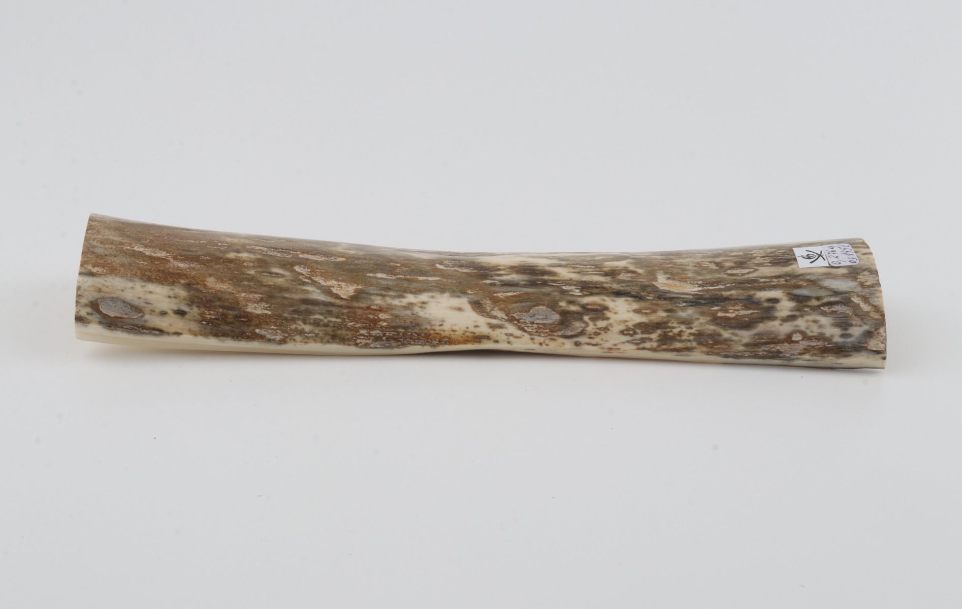 Beige-green mammoth bark