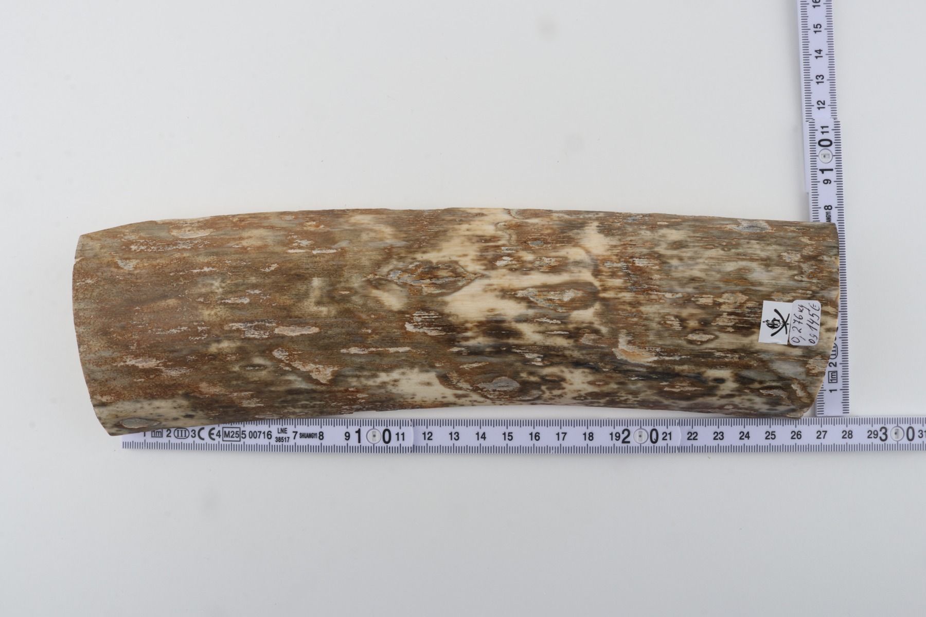 Beige-green mammoth bark
