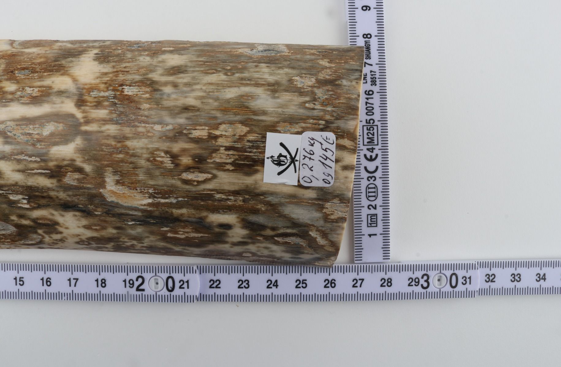 Beige-green mammoth bark