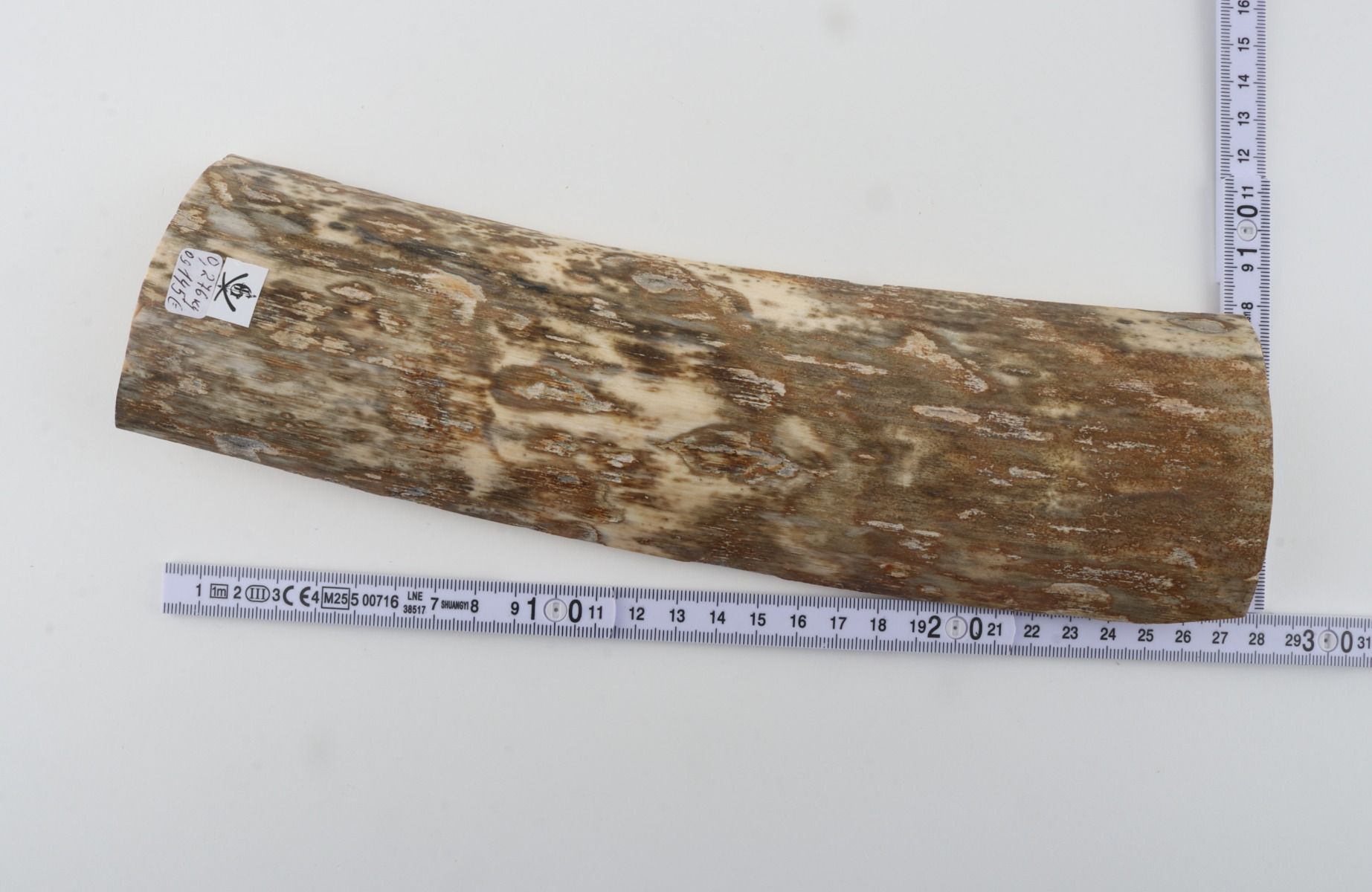 Beige-green mammoth bark