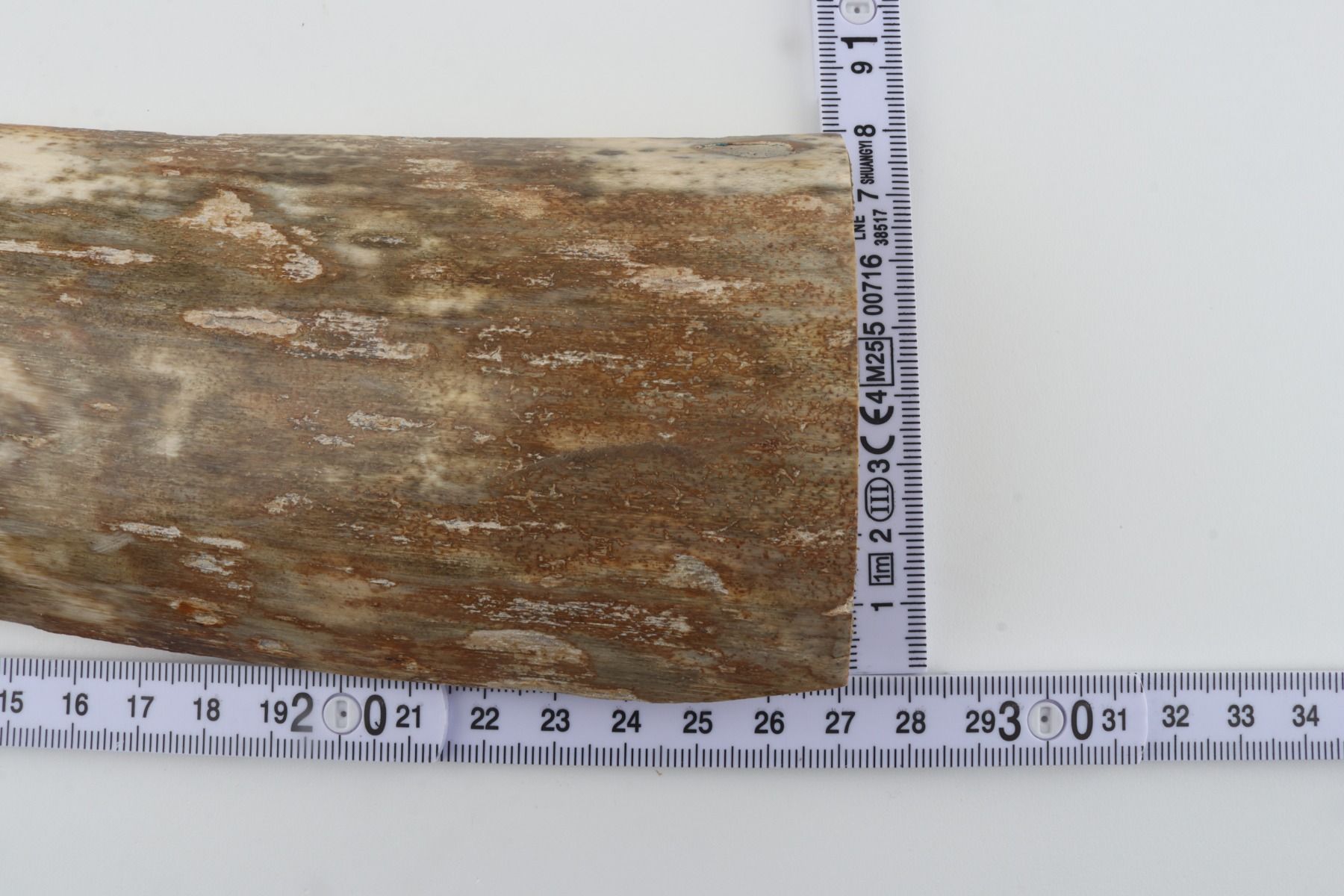 Beige-green mammoth bark