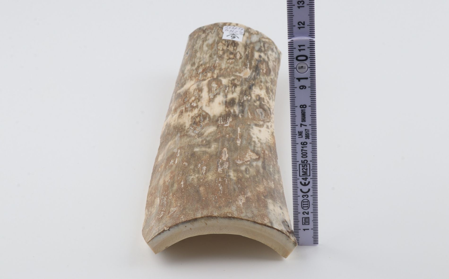 Beige-green mammoth bark