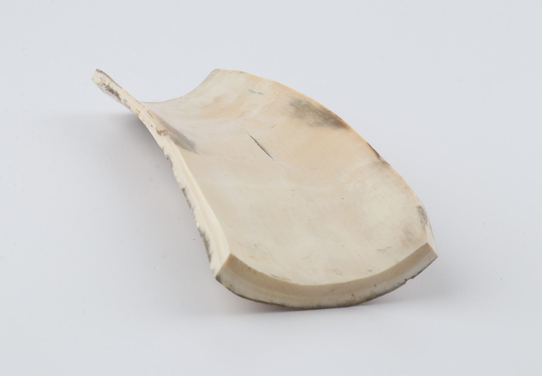 Beige-green mammoth bark
