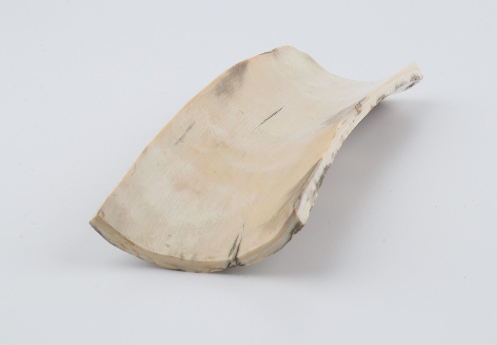 Beige-green mammoth bark