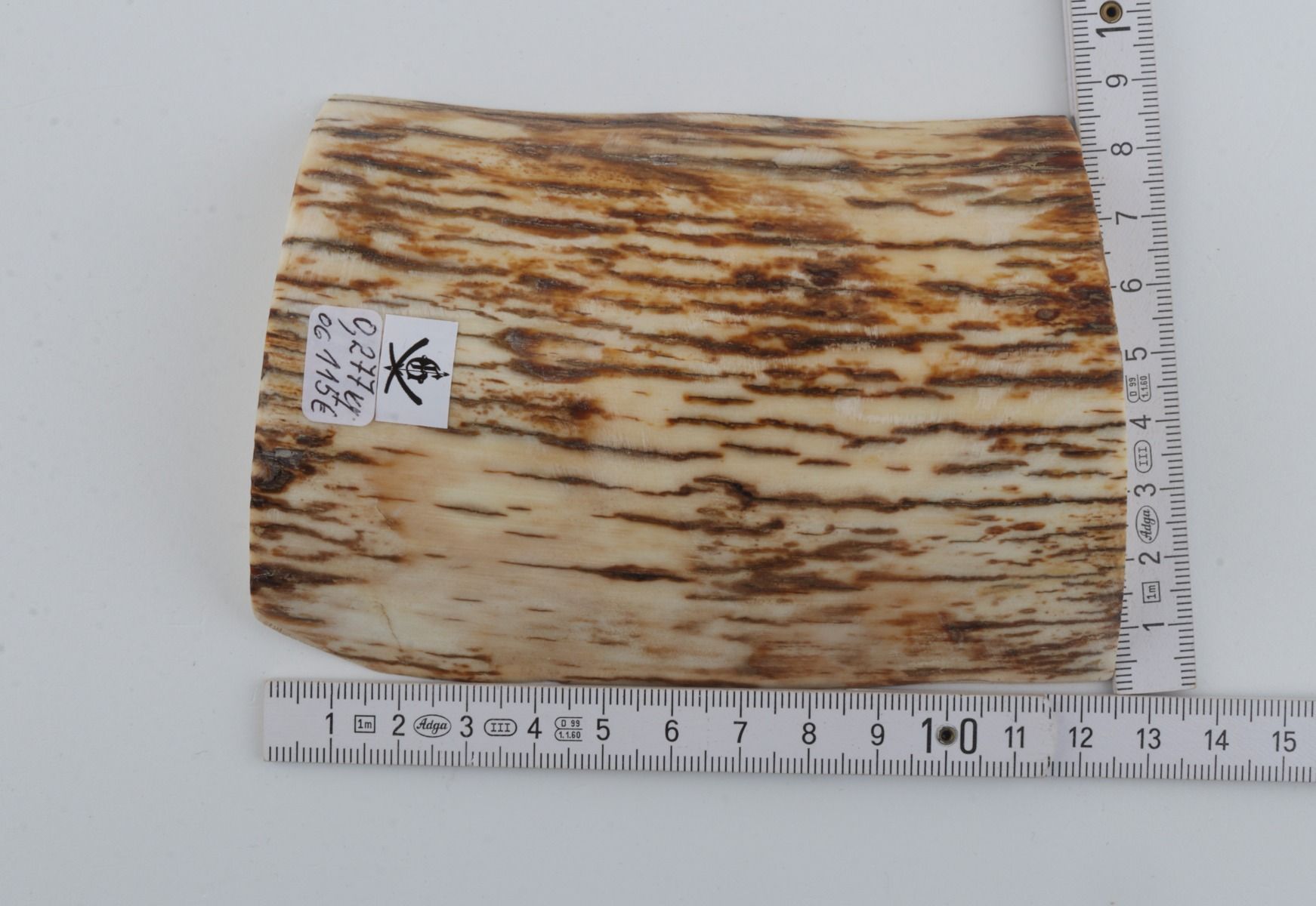 Natural mammoth ivory piece
