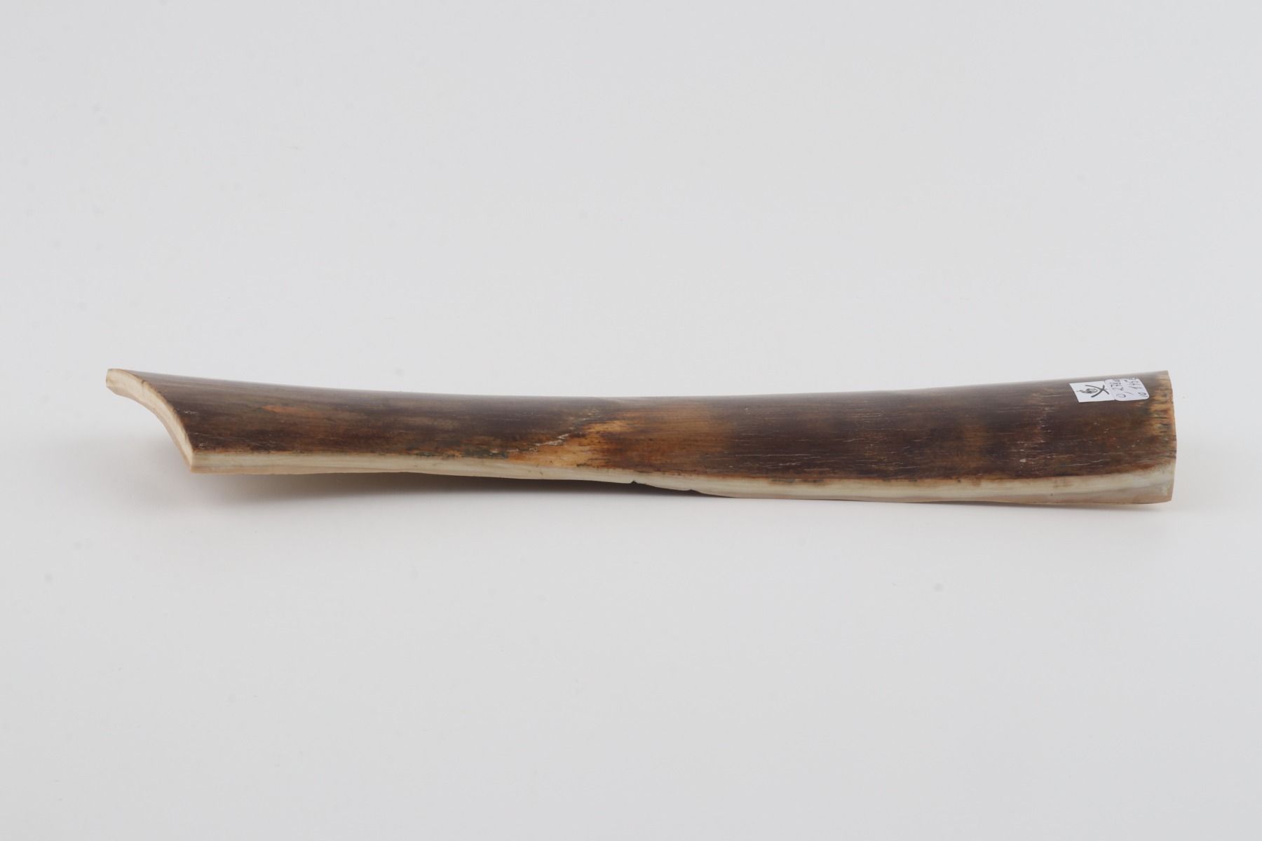 Brown mammoth bark