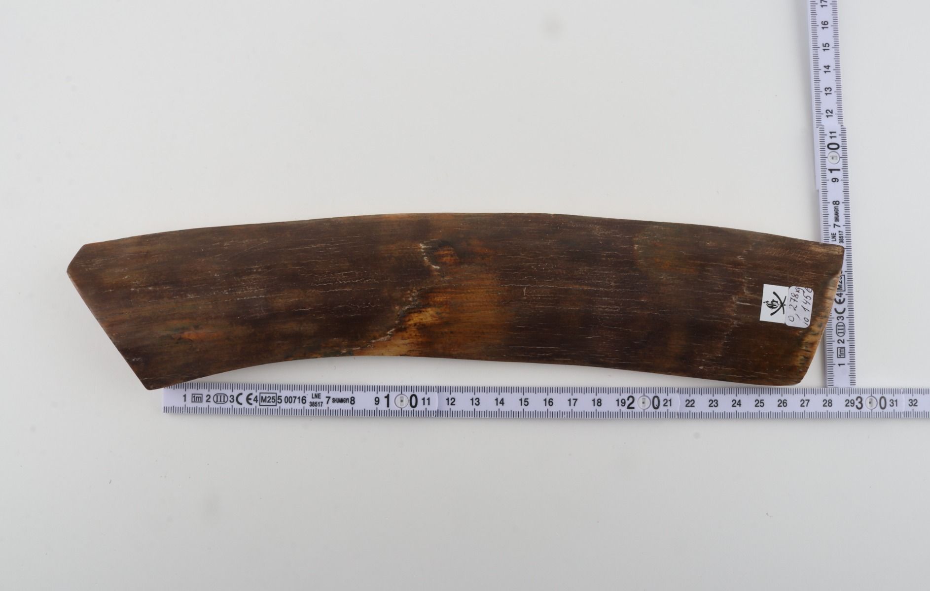 Brown mammoth bark