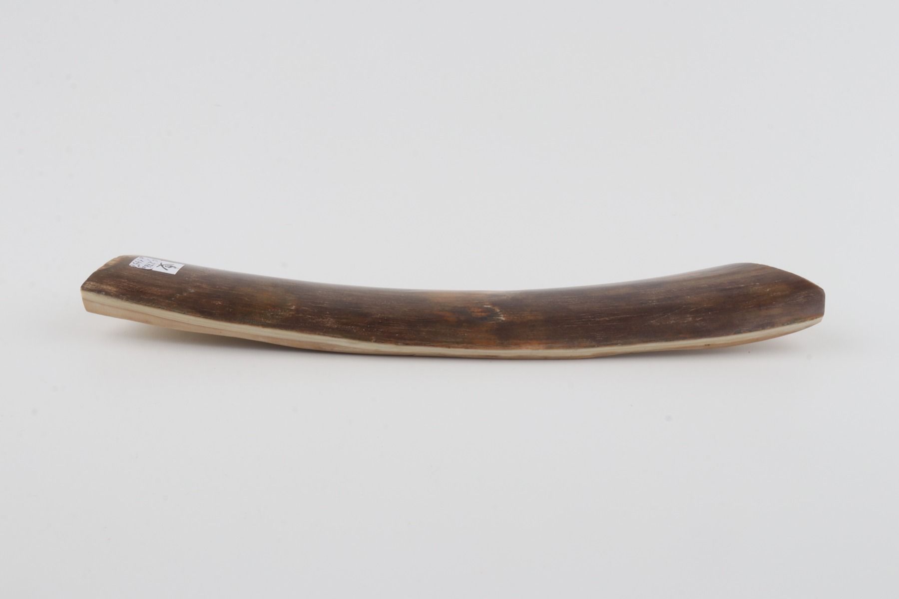 Brown mammoth bark