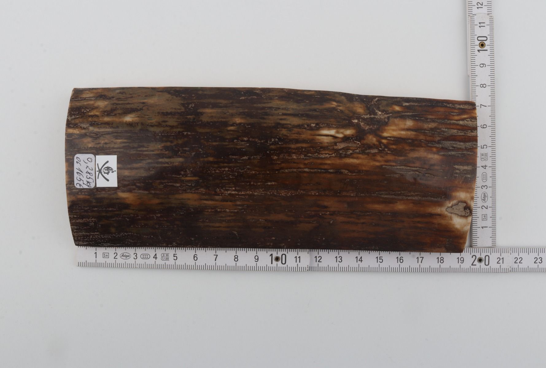 Brown mammoth bark