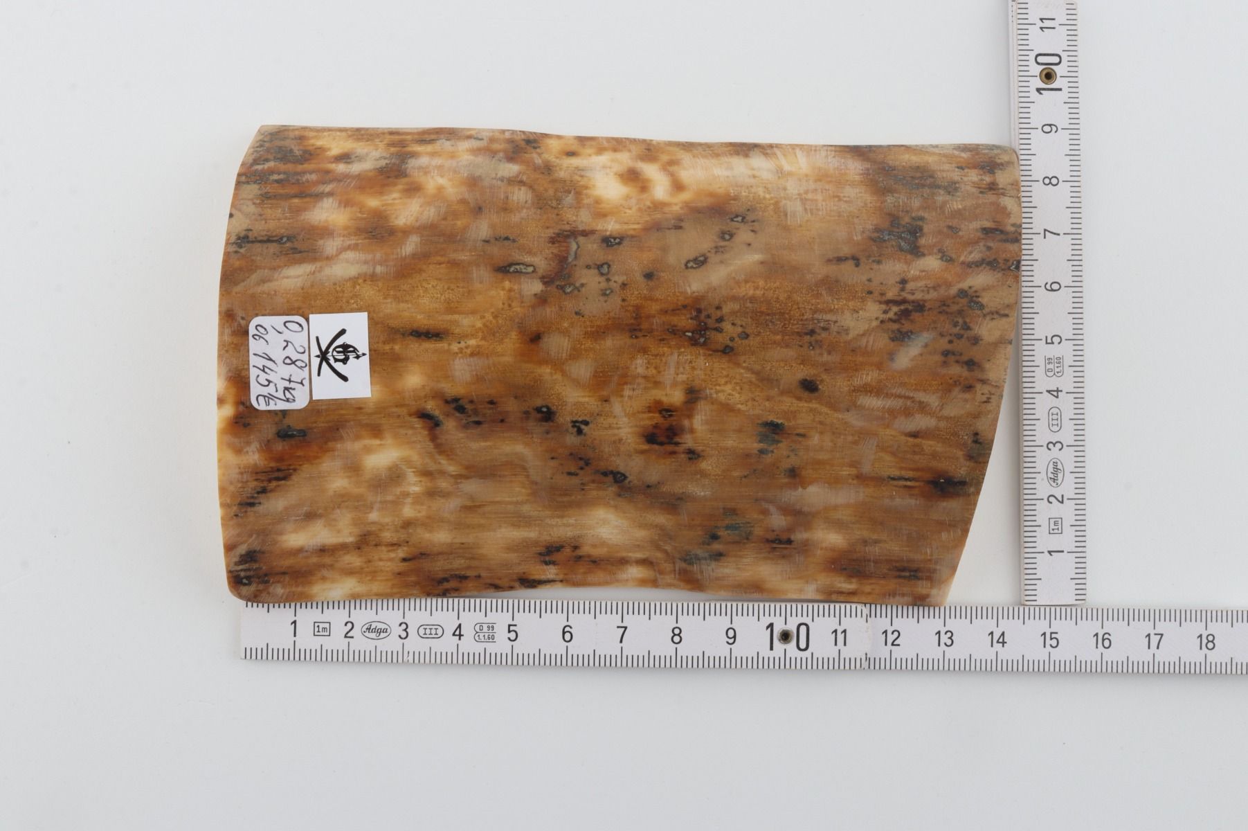 Brown-beige mammoth bark