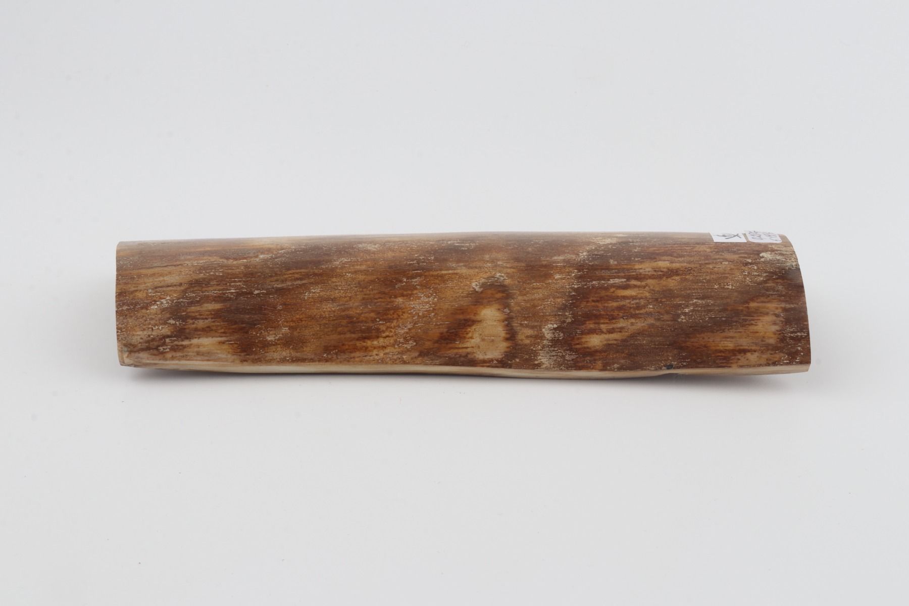 Beige mammoth bark