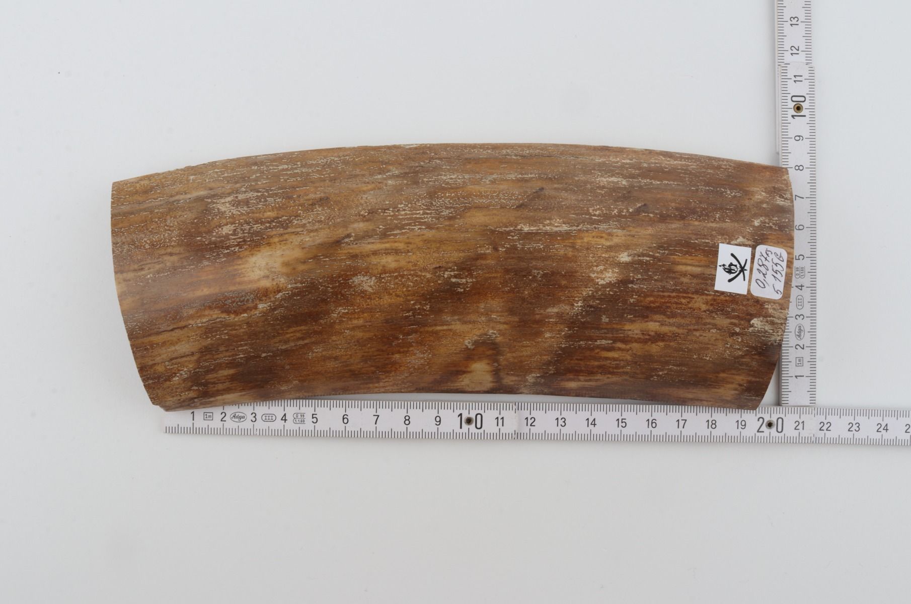 Beige mammoth bark