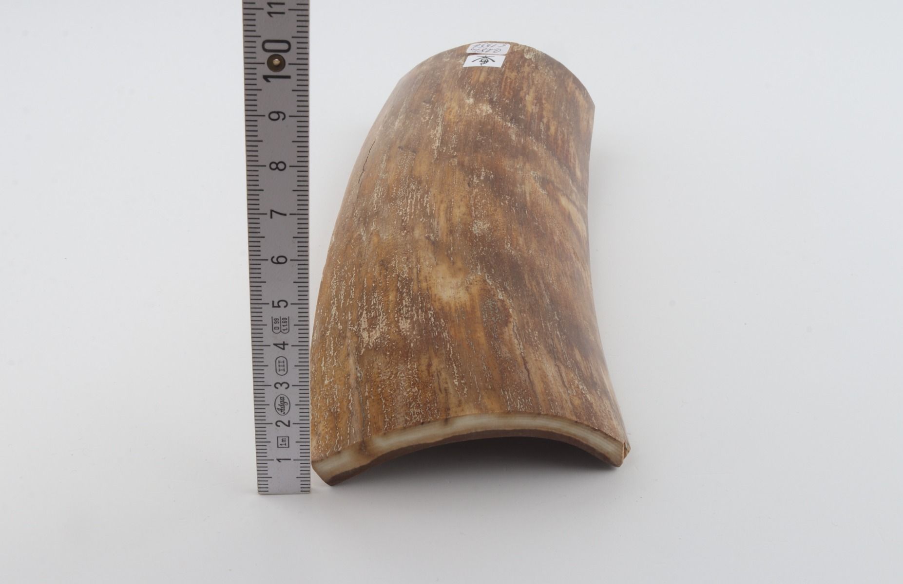 Beige mammoth bark