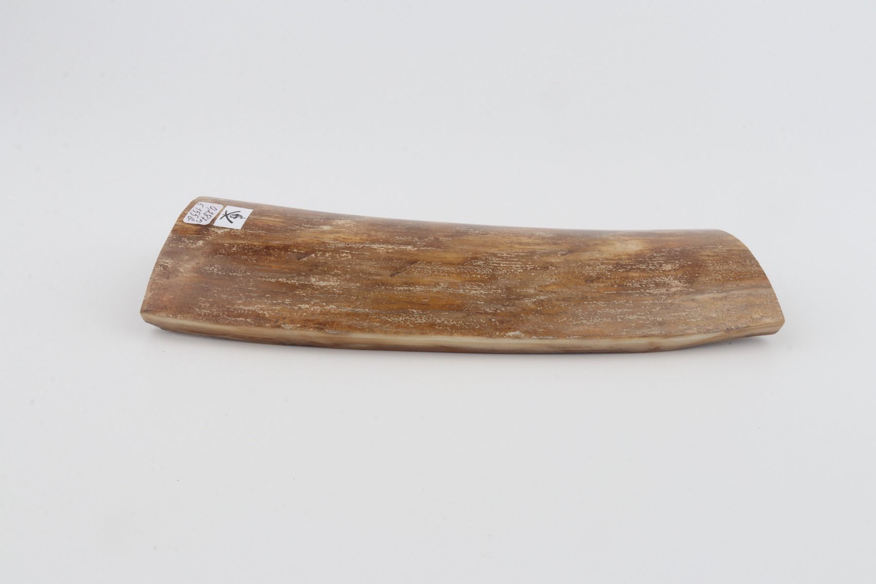 Beige mammoth bark