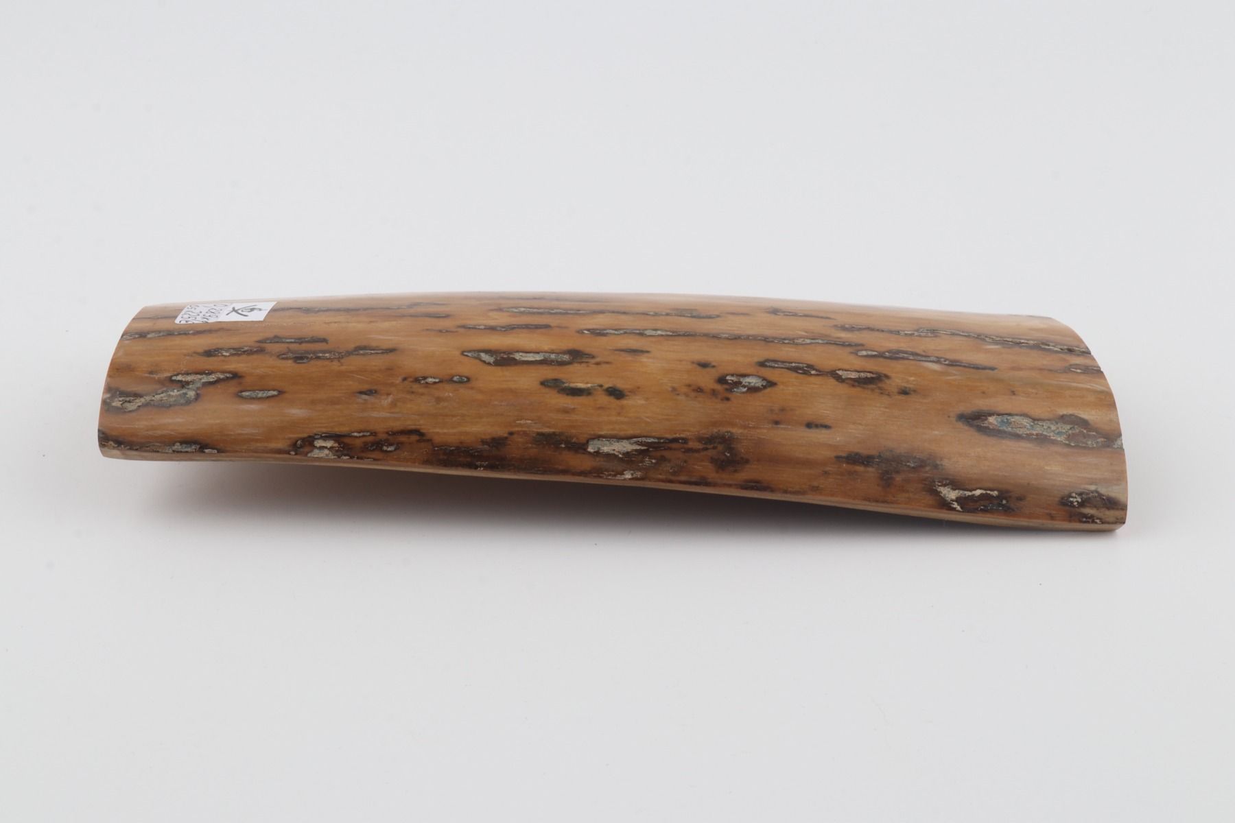 Beige mammoth bark