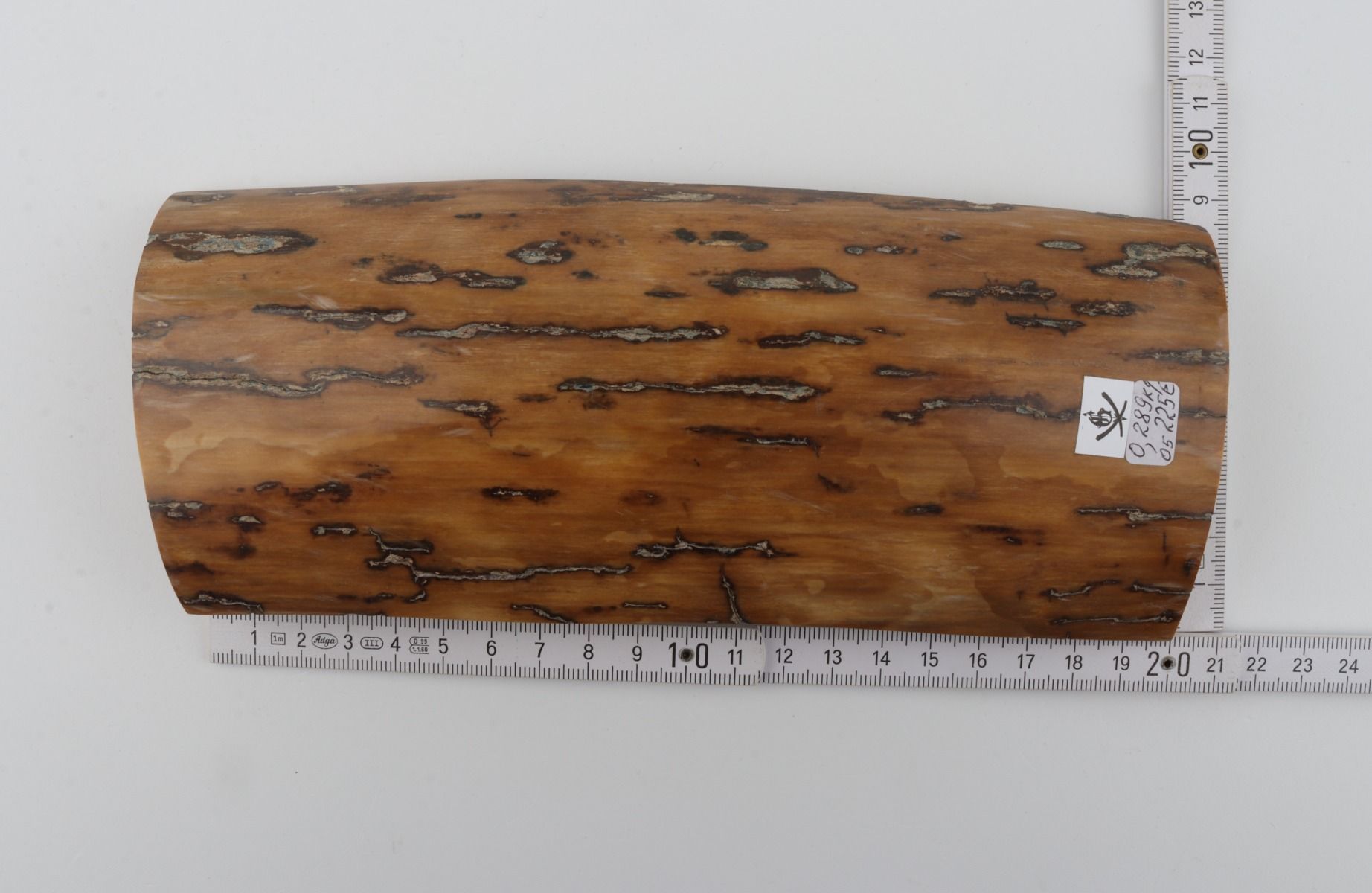Beige mammoth bark
