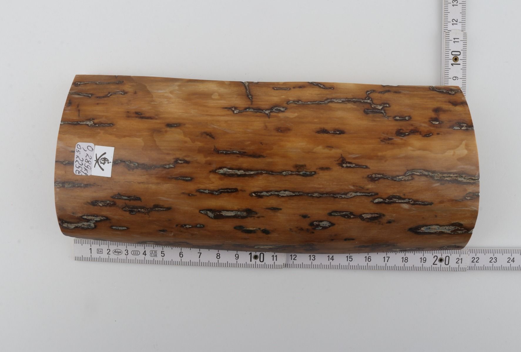 Beige mammoth bark