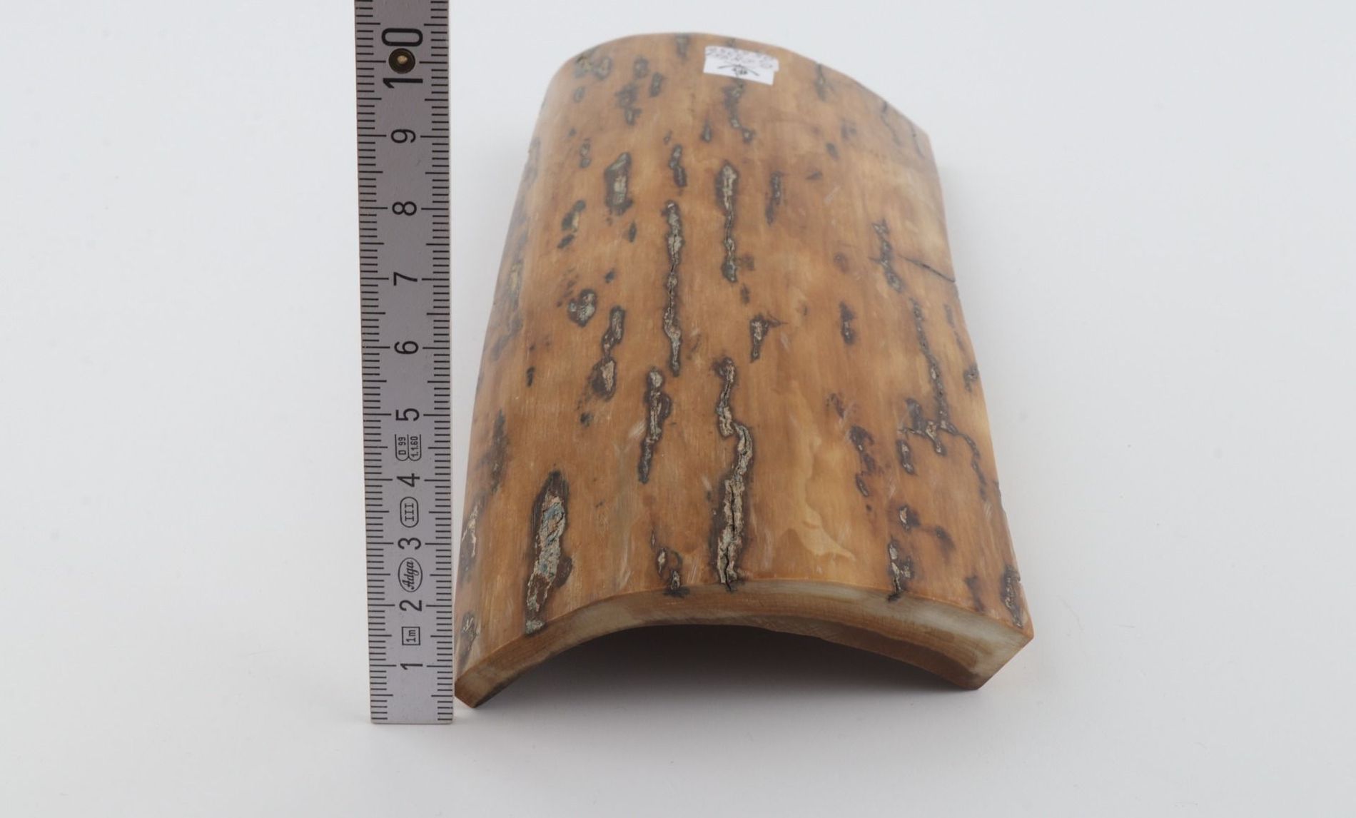 Beige mammoth bark