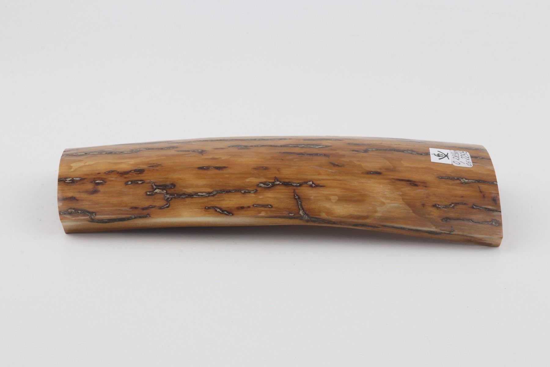 Beige mammoth bark