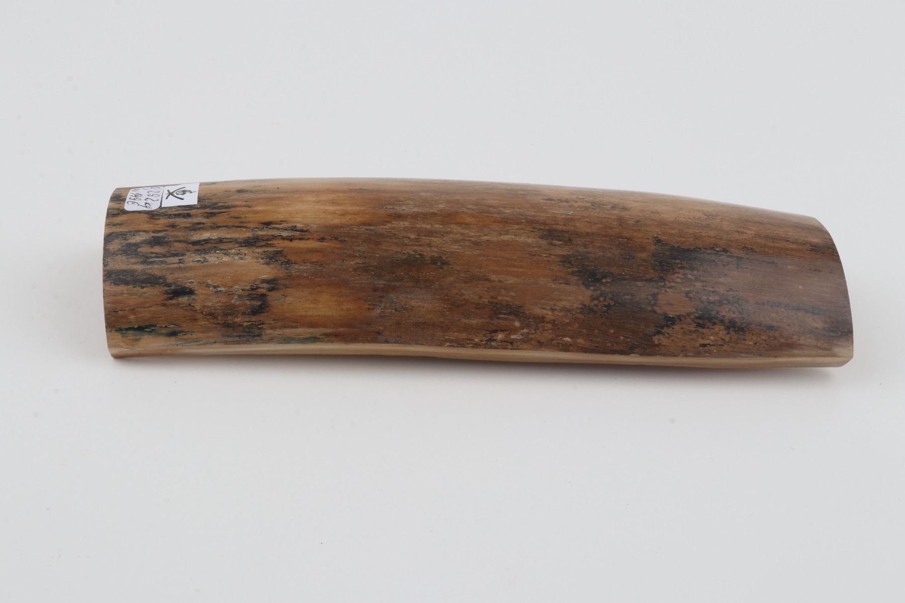 Beige mammoth bark