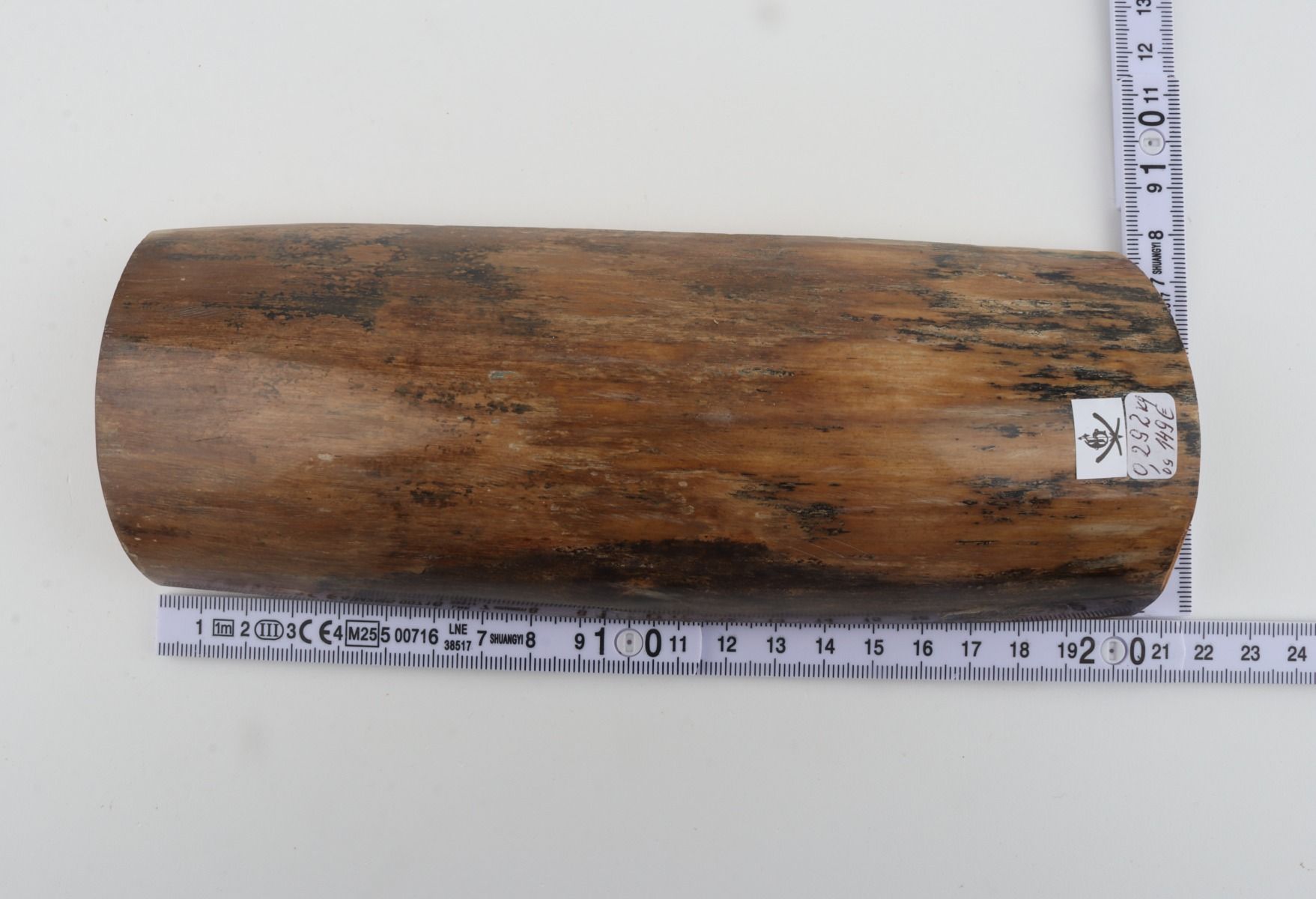 Beige mammoth bark