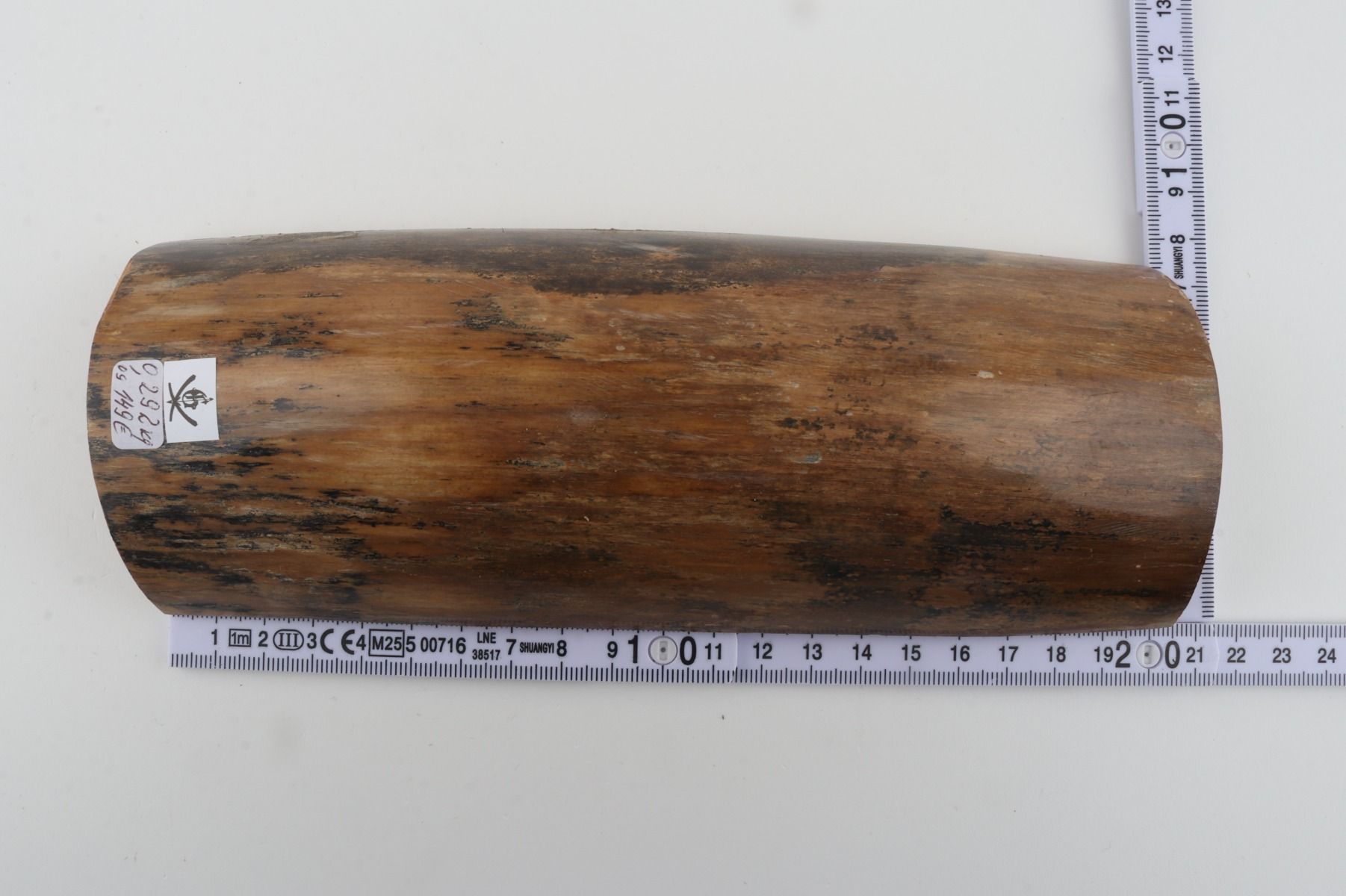 Beige mammoth bark