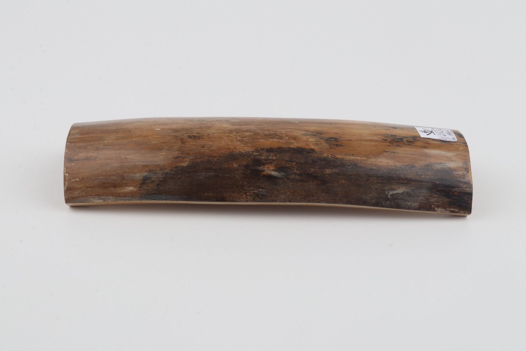 Beige mammoth bark