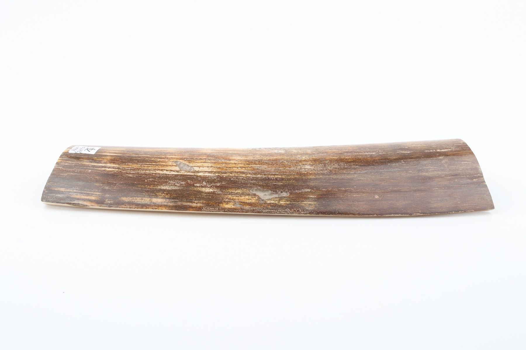 Brown-orange mammoth bark