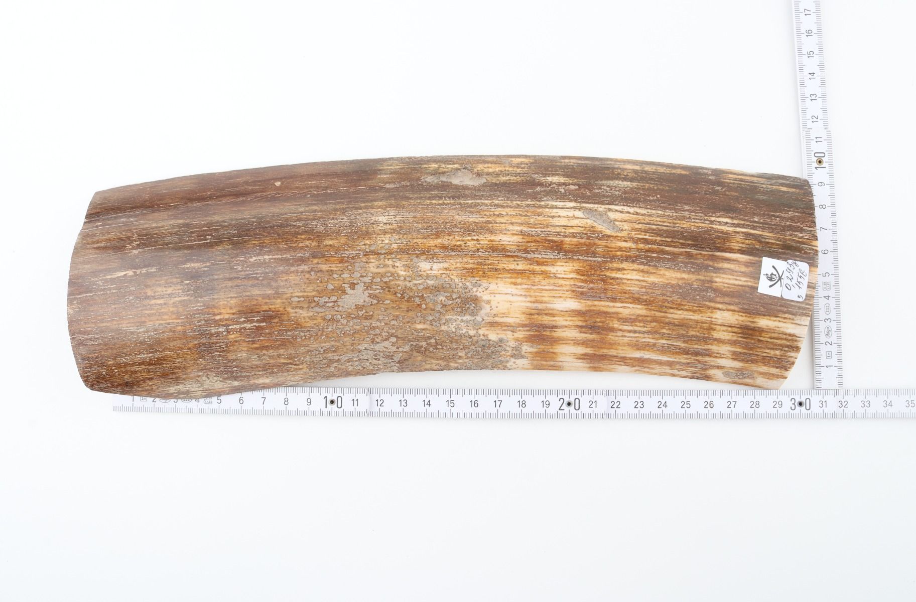 Brown-orange mammoth bark