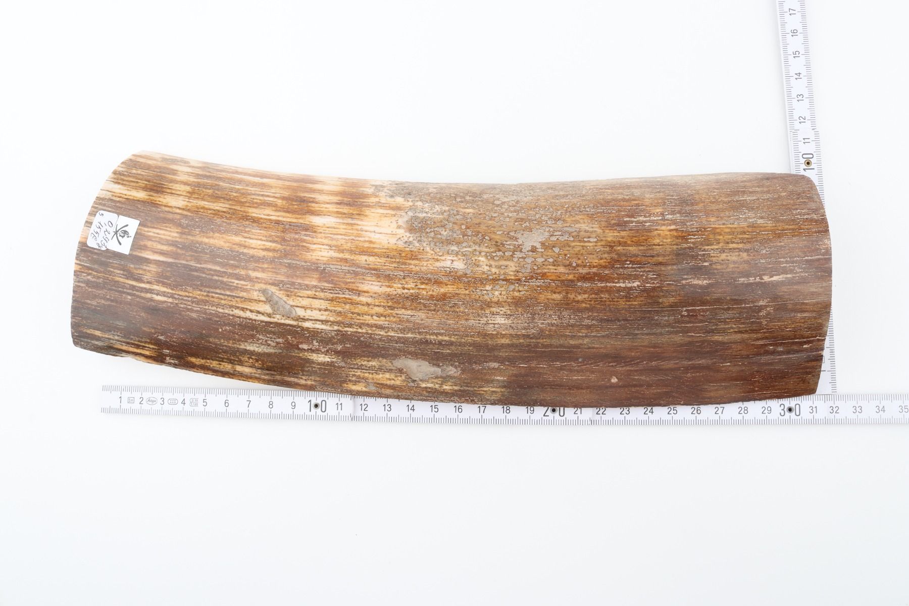 Brown-orange mammoth bark