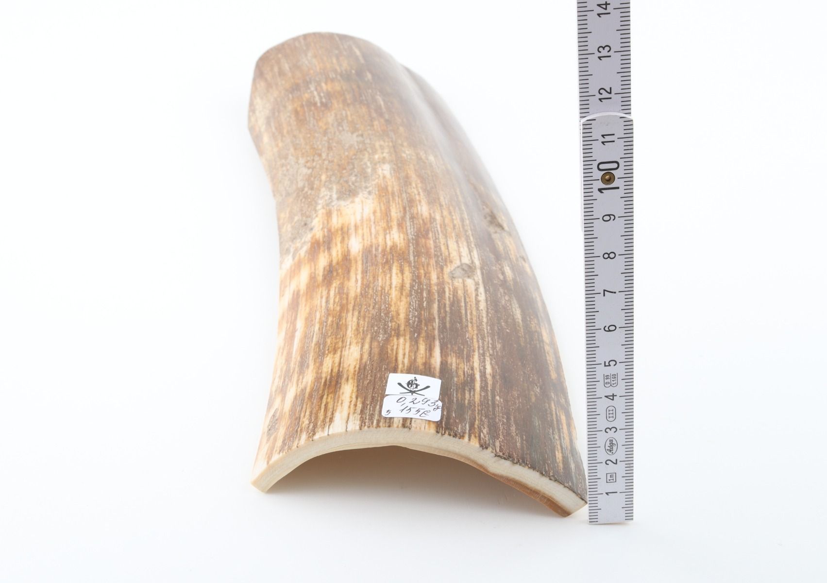 Brown-orange mammoth bark