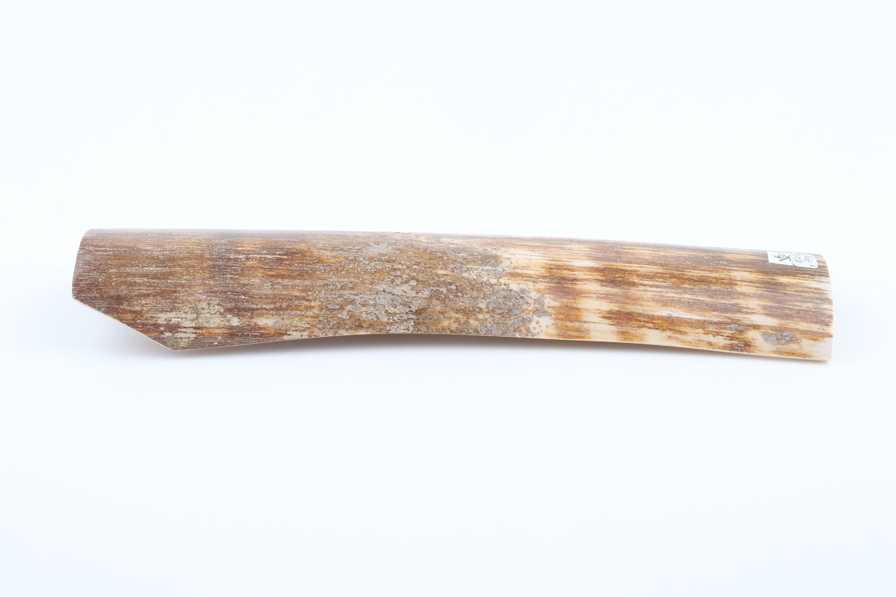 Brown-orange mammoth bark