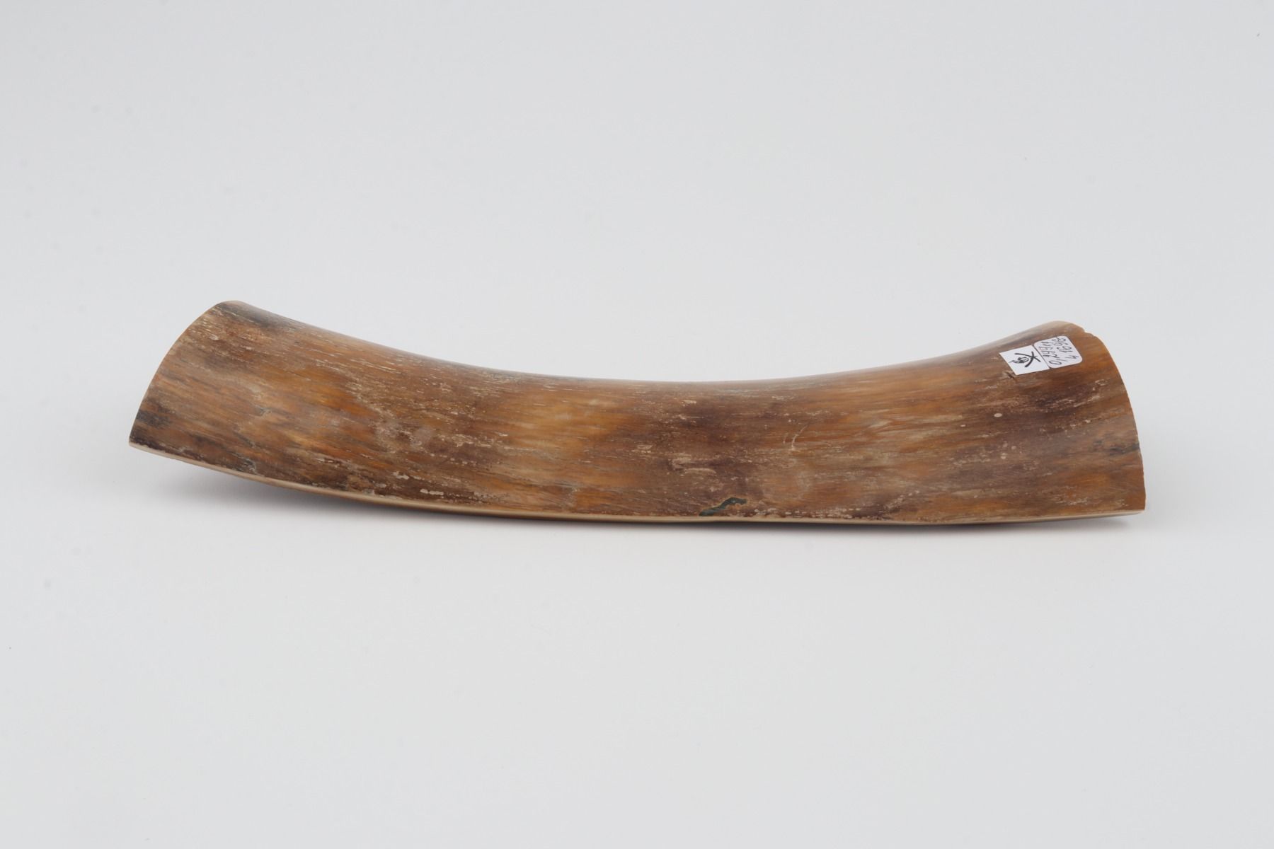 Beige-brown mammoth bark